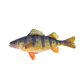 Spring Perch
